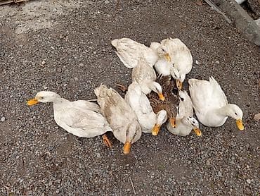 lal ordək yumurta: Satış: salam səsli ördək 3 xoruz 7 fərə 10 ədəd bir ədədi 12 manat — 3