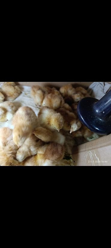 Птицы: Redisland cücələri öz şəkillərdir say məduddur — 5