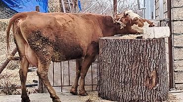 simental inekler satilir: Dişi, Simental, il: 3, 450 kq — 9