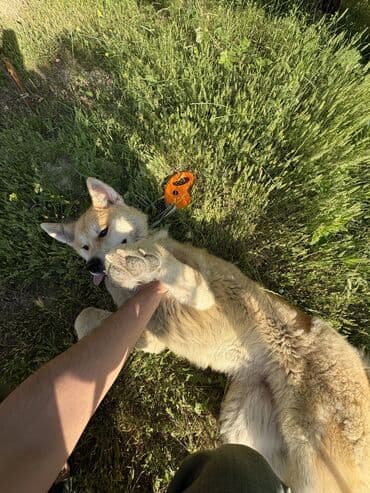 boz pişik: Akita-inu, 1 il, Dişi, Sənədli, Ünvandan götürmə, Ödənişli çatdırılma — 3