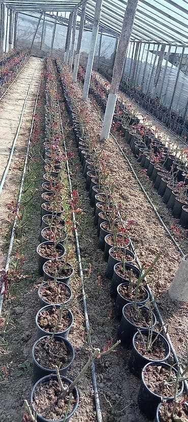 gul ağacı: Qızılgül fidanları – qablarda • Növ: peyvənd olunmuş qızılgül kolları — 9