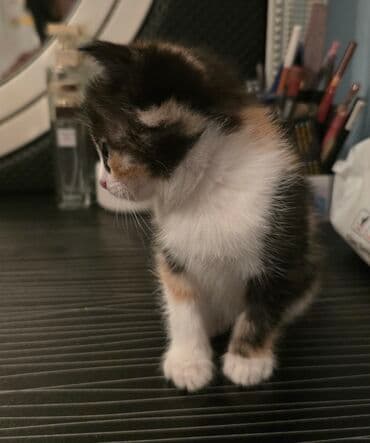 pişik biti: Dişi, Yaxşı əllərə — 7