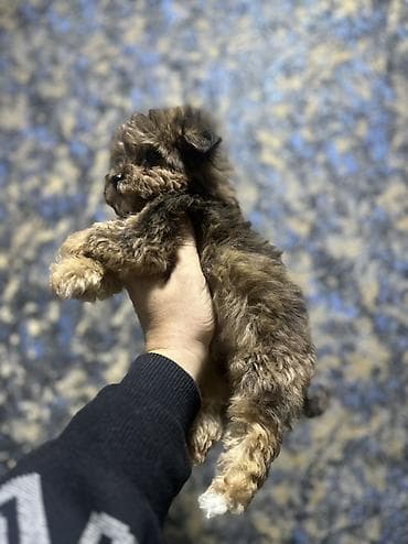 coban iti adlari: Dişi, Peyvəndli, Pulsuz çatdırılma — 2