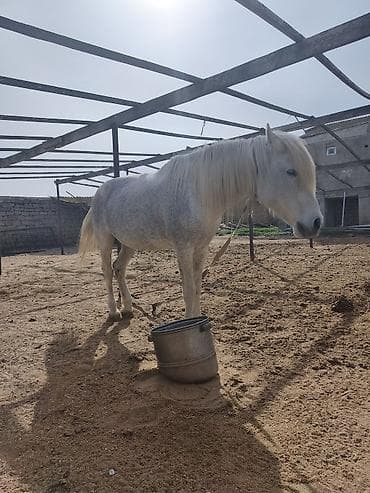 at yeherleri: Erkək at satılır.21:00 dan sonra narahat etməyin — 4