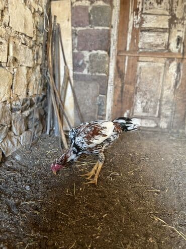 K/t heyvanları və malları: 7 ayna təzə keçib təzə təzə qığıldanır ayılmıyıf hələ real alan zəng — 3