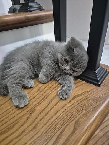 heyvan adlari: Britan — 5