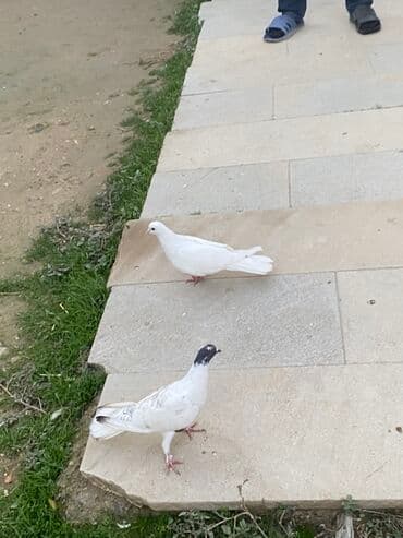 Hamsin bir yerden. Satirlir 60 azen hamsin cutun lalafo.az -da Hamsin bir yerden. Satirlir 60 azen hamsin cutun