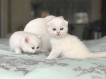 Şotland, Erkək, Dişi, Yaxşı əllərə, Ünvandan götürmə, Pulsuz çatdırılma, Ödənişli çatdırılma