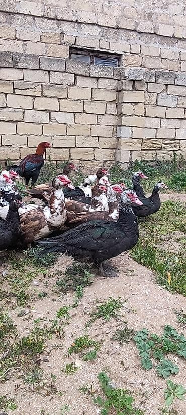 ördək bala: Krasnadar ordeyi ilə zumrudu ordeyler. 20denedi hamsı bir yerdə — 2