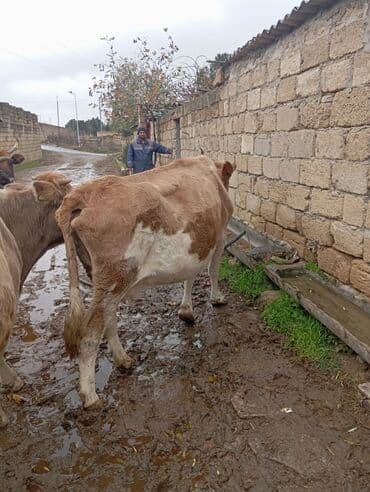 erkek dana satilir: Südlük/damazlıq inək - Cins: yerli qarışıqlıq, açıq-qəhvəyi rəngli — 3