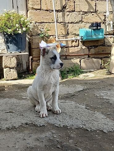 2 ay, Dişi, Ünvandan götürmə