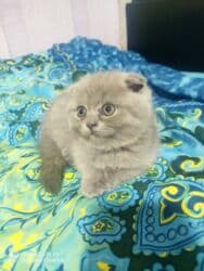 pişik cutleşdirme: Şotland, Dişi, Yaxşı əllərə, Ünvandan götürmə — 10