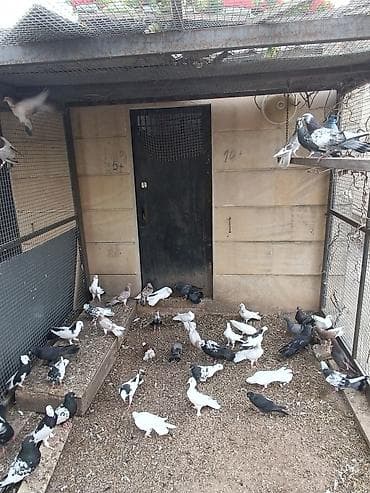babil quşu: Küt satılır seçməkdə. İran quşları da var içində. biri 15₼. hamısı — 9