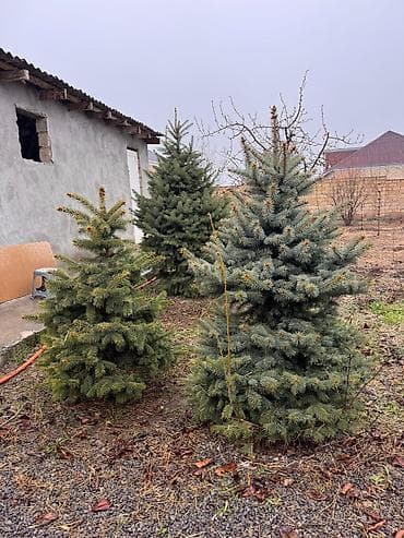 ağacların adları: Ölcü ve qiymet: 1.70m Gümüşü - 250azn 1.20m Gümüşü - 180 azn 1.30m — 7