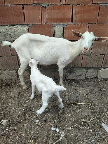 cins it: Dişi, il: 1, Südlük, Ünvandan götürmə — 2