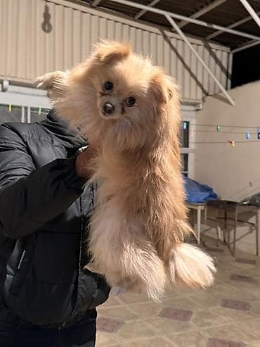 Şpitz, 1 il, Erkek, Peyvəndli