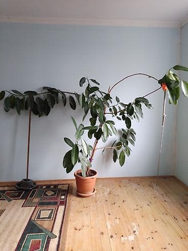 zeytun ağaci: Böyük ölçülü otaq bitkisi – Fikus elastika (rezin ağacı) - Növ: Ficus — 1