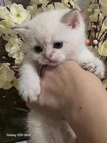 rakun: Britan, Erkək, Dişi, Ünvandan götürmə, Pulsuz çatdırılma, Ödənişli çatdırılma — 3