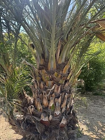 Xurma palması (Phoenix dactylifera) - Böyük ölçülü, çoxgövdəli