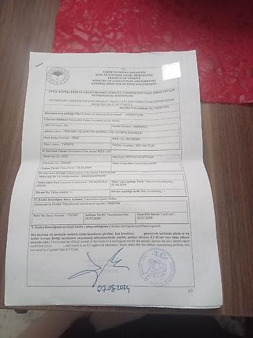 ucuz pişik: Britan, Erkək — 5