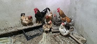 лоток для кошек баку: Yumurtdayan toyuqlar. heç bir xəstəlikləri yoxdur. tam sağlam — 1