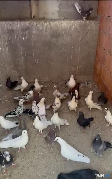 Salam quşdar novxanıdadı 70 dənə tutulma 4m