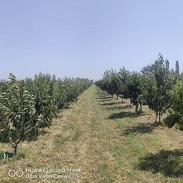 kiraye boş ev: 270 sot, Kənd təsərrüfatı, Mülkiyyətçi, Kupça (Çıxarış) — 8