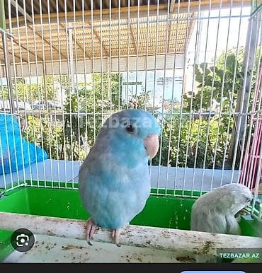 4 aylığ forpus erkəy satılır qiymət 90 manat qiymət sondu aşağı ver