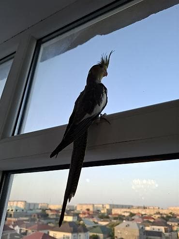 qus: Salam. 2 ay yarimliq karella balasi. oz qusumun balasidi. tam saglam — 3