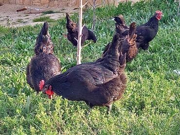 Toyuq, Australorp, Damazlıq, Ünvandan götürmə, Ödənişli çatdırılma, Rayonlara çatdırılma