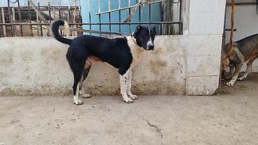 it pisik sekilleri: Alabay, Erkek, Peyvəndli — 4