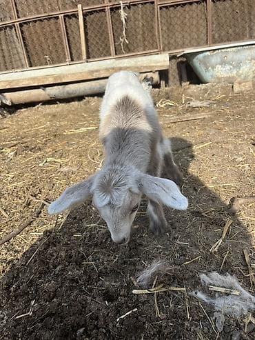 Птицы: Südlük keçi balası ilə birlikdə - Cins: ağ rəngli süd tipi keçi - — 2