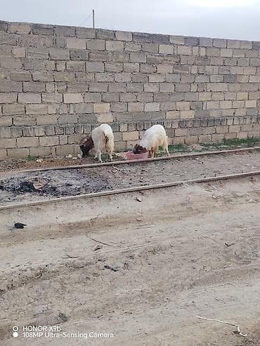 qara avstrolorp: Erkək, il: 2, 35 kq, Damazlıq, Ödənişli çatdırılma — 7