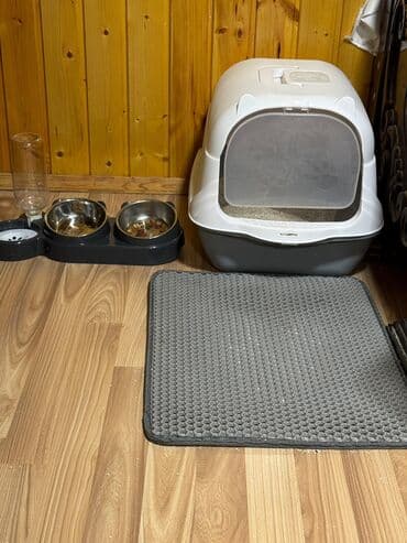 ən şirin pişiklər: Şotland yastı qulaq, Erkək, Yaxşı əllərə, Ünvandan götürmə — 5