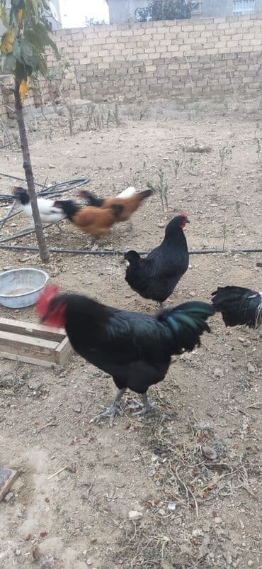 3 toyuq 3 gune 3 yumurta: Salam.yalniz qaralar satilir 7 ayligdilar hec bir prablemi yoxdu — 5