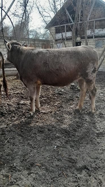 клетки для кур несушек купить в бишкеке: Теленок, Самка, месяцев: 1, 120 кг, Для разведения, Для мяса — 4