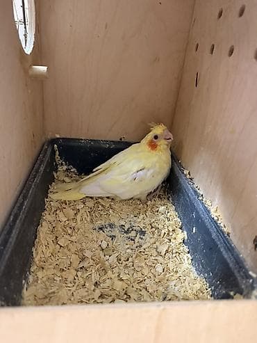 satdig quslar: Nymph paraketləri (Cockatiel) – sarı və boz rəng variantları - Növ — 2