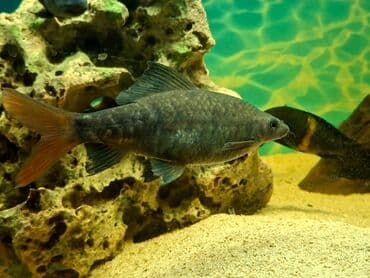 oskar balığı: Labeo balığı, Sülhsevər, Ünvandan götürmə — 1