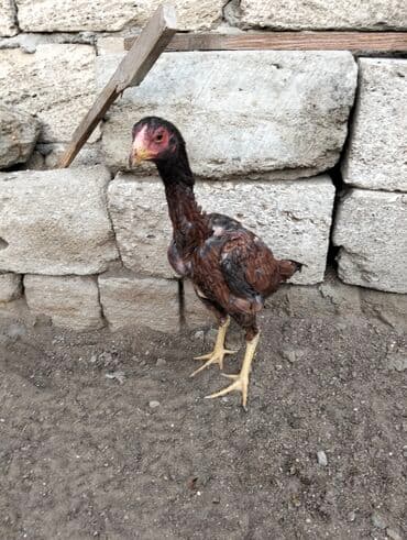 ordek balasi nece gune cixir: Toyuq cücələri, Damazlıq — 3