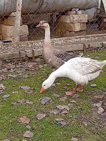 pedigree it yemi: Dişi, Damazlıq — 1