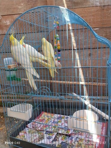 hazır inşalar: Tək tək korella 50 Azn 4 ün Alana Qefes qarişiq 200 Azn hazir cuttuler — 2