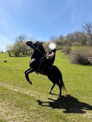 doberman balasi satilir: 9 yasi var, caparaqdi, hecbir pis xasiyyeti yoxdur, saglam atdir — 5