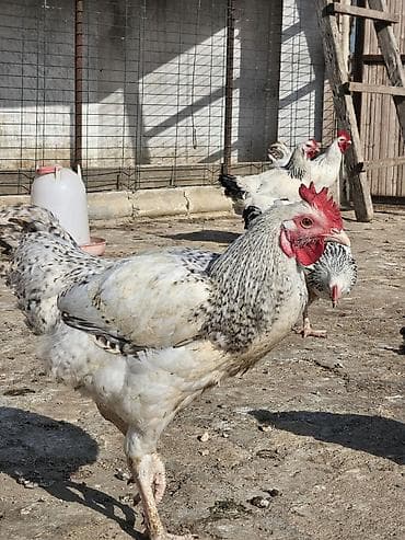 bakida it satislari: Slibris xoruzlar 30 a yaxın xoruzdu — 2
