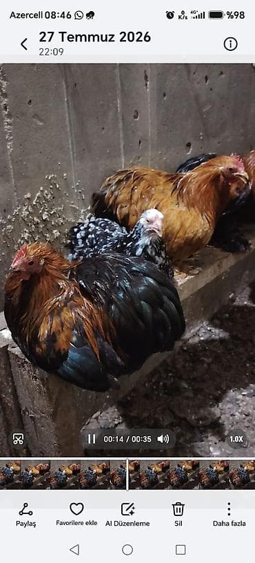 danisan qus: Məhsul: Ev quşları – ördəklər və toyuqlar Təsvir: - Foto və — 6