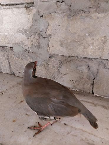 dönər əti: Məhsul: Dağ kekliyi (Alectoris chukar) Təsvir: - Fotolarda gördüyünüz — 4