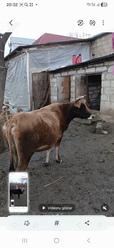 inəklərin cutləşməsi: Salam inək yelin üsdədi doğmağına az qalıb vaxdınan kecif 9 litir südü — 1