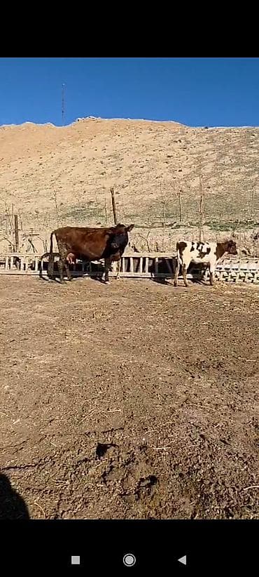 Gəmiricilər: Dişi, il: 9, Südlük, Ünvandan götürmə — 1