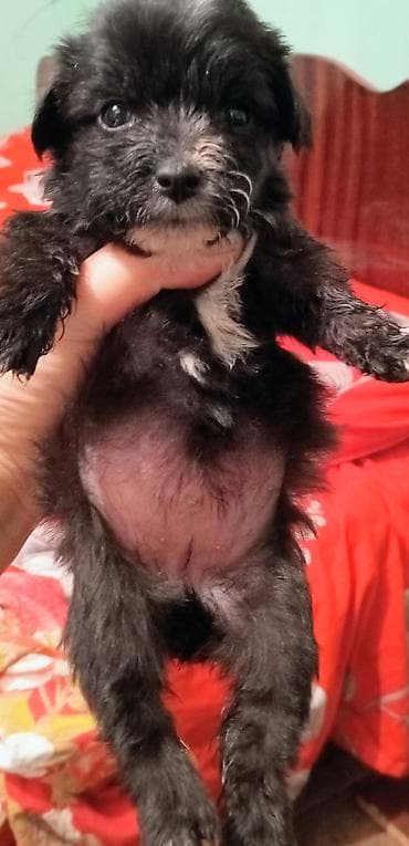 cins toyuq: Peyvəndli — 5