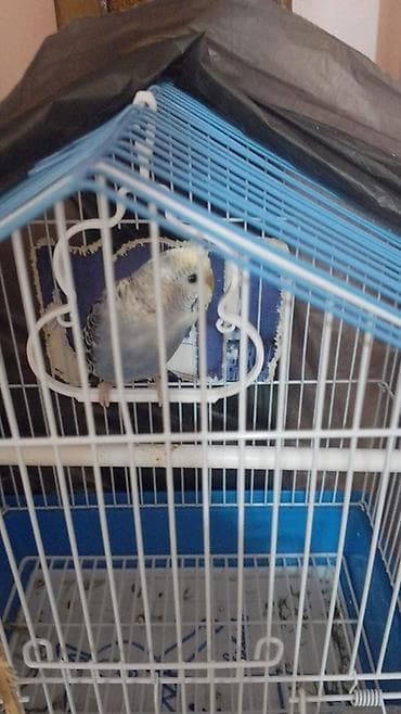quş ucun qəfəs: Qəfəs Quş ilə birlikdə satılır erkəkdi ünvan montin bazarı — 2
