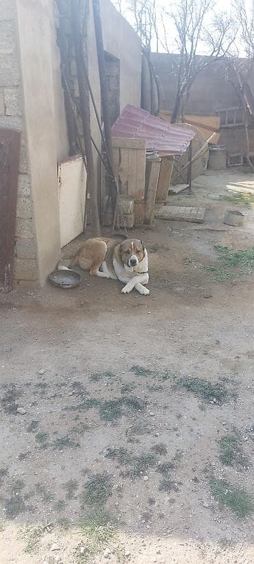 Alabay, 2 il, Erkek, Peyvəndli, Ünvandan götürmə lalafo.az -da Alabay, 2 il, Erkek, Peyvəndli, Ünvandan götürmə
